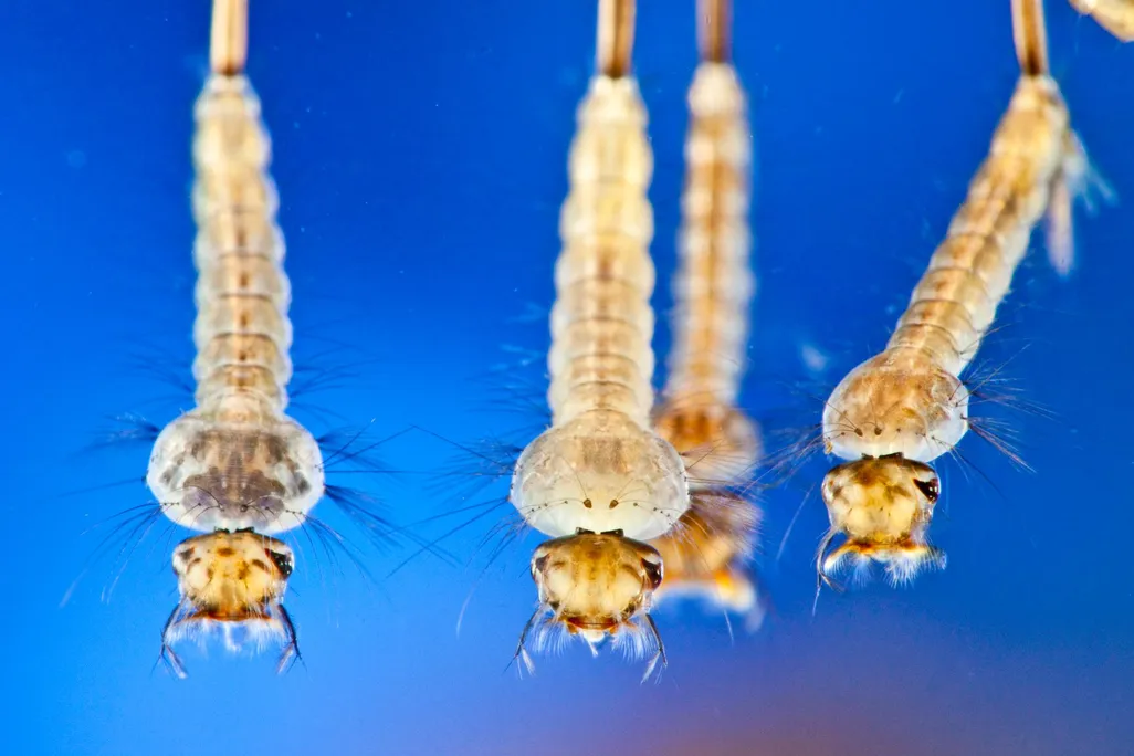 mosquito larvae.jpg