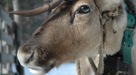 Reindeer have a few strategies for keeping cool (courtesy of flickr user much ado about nothing