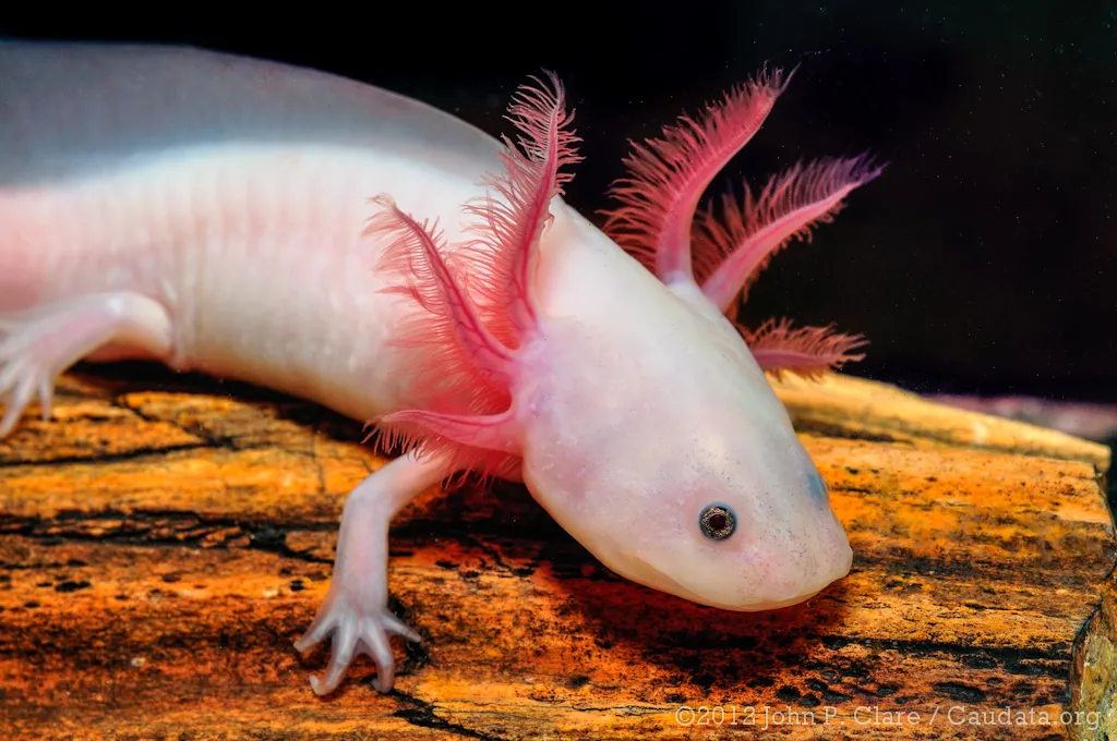 14 Fun Facts About Bright Pink Animals | Science | Smithsonian Magazine