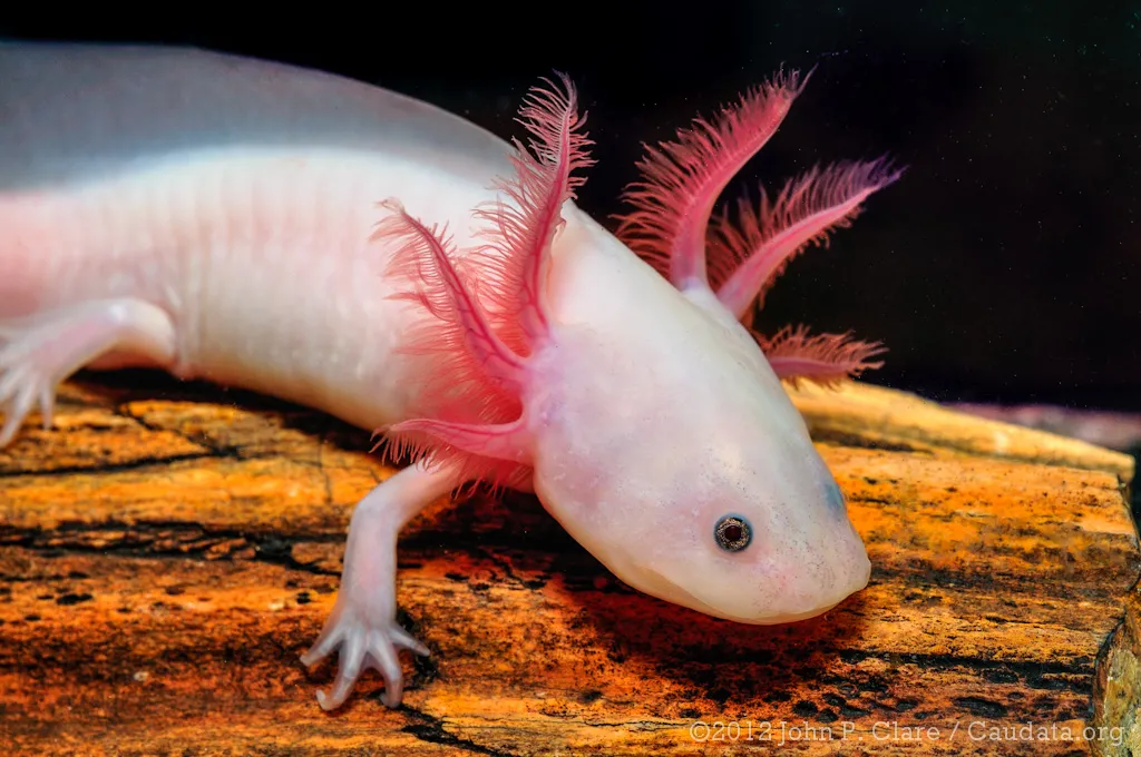 14 Fun Facts About Bright Pink Animals Science Smithsonian Magazine