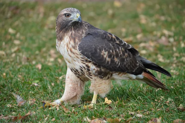 Red Tailed Hawk thumbnail