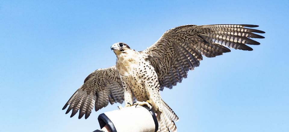  The revered falcon in the United Arab Emirates 