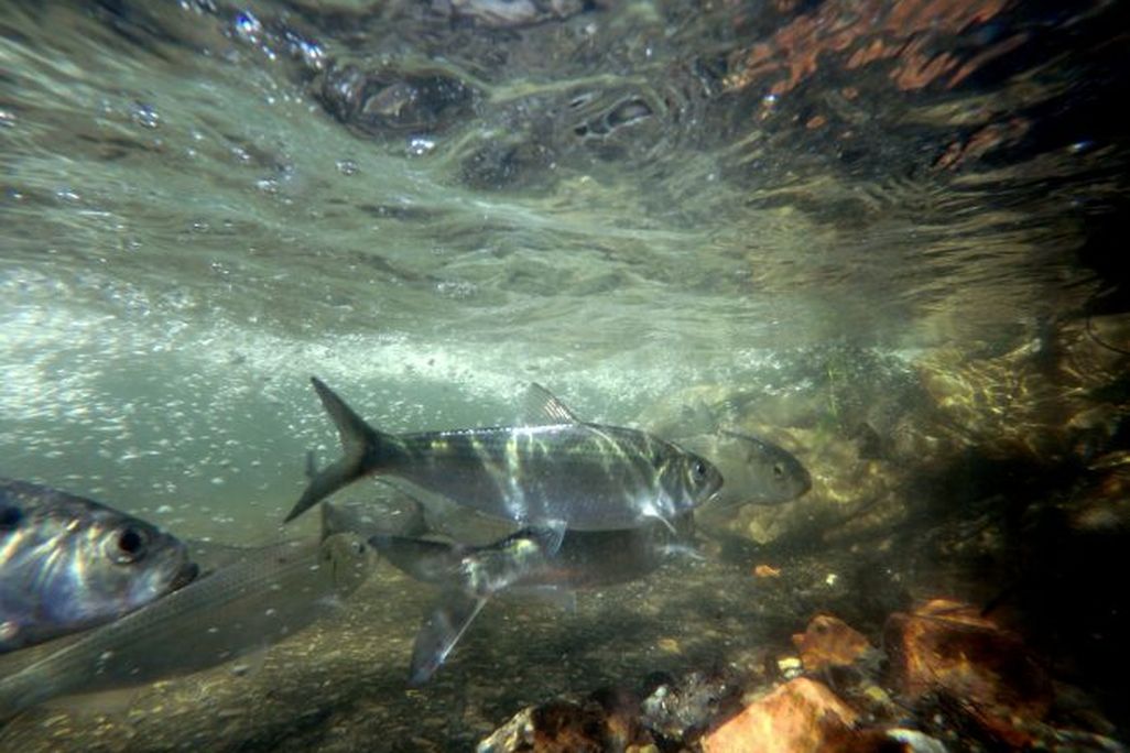Wynants Kill Alewives