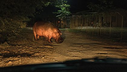 Pablo Escobar&rsquo;s Abandoned Hippos Are Wreaking Havoc in the Colombian Jungle