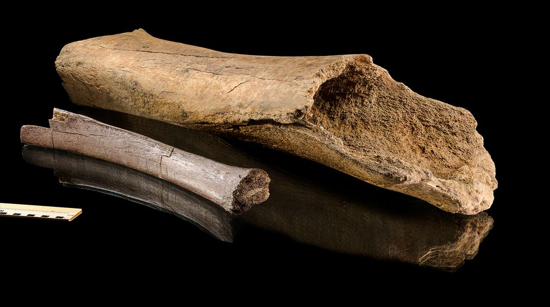 ancient elephant bones