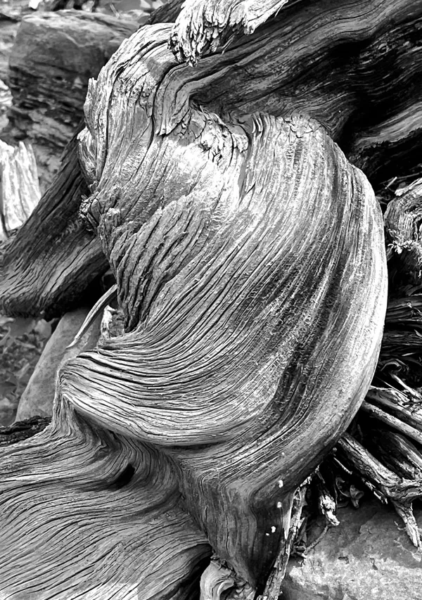 Juniper Swirl thumbnail