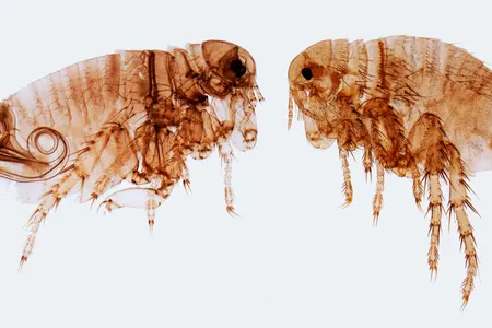 Yersinia pestis, the bacteria that cause plague, survives on fleas that live on rodents, like rats and rabbits.