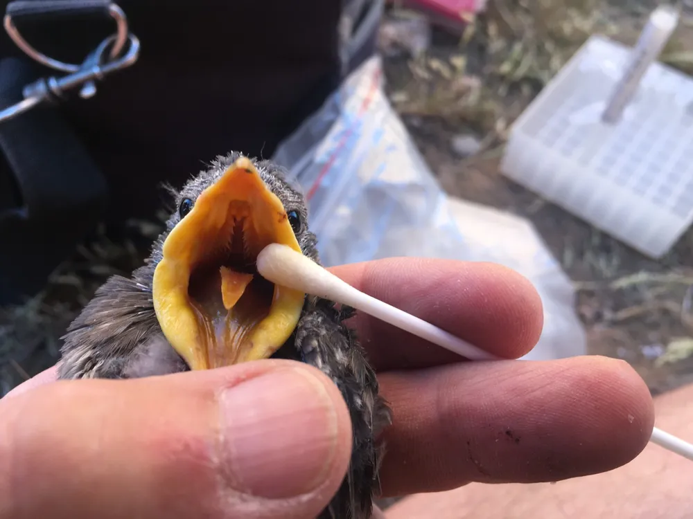 Starling chick with open mouth and a cotton swab with yellowish oil