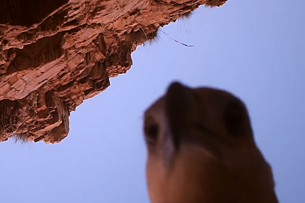 Camera on Eagle