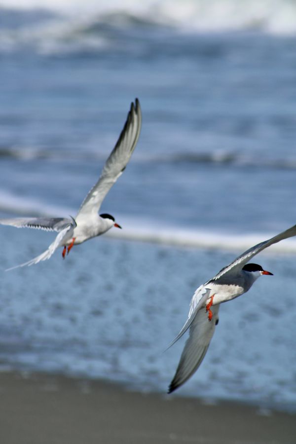 Seeing double thumbnail