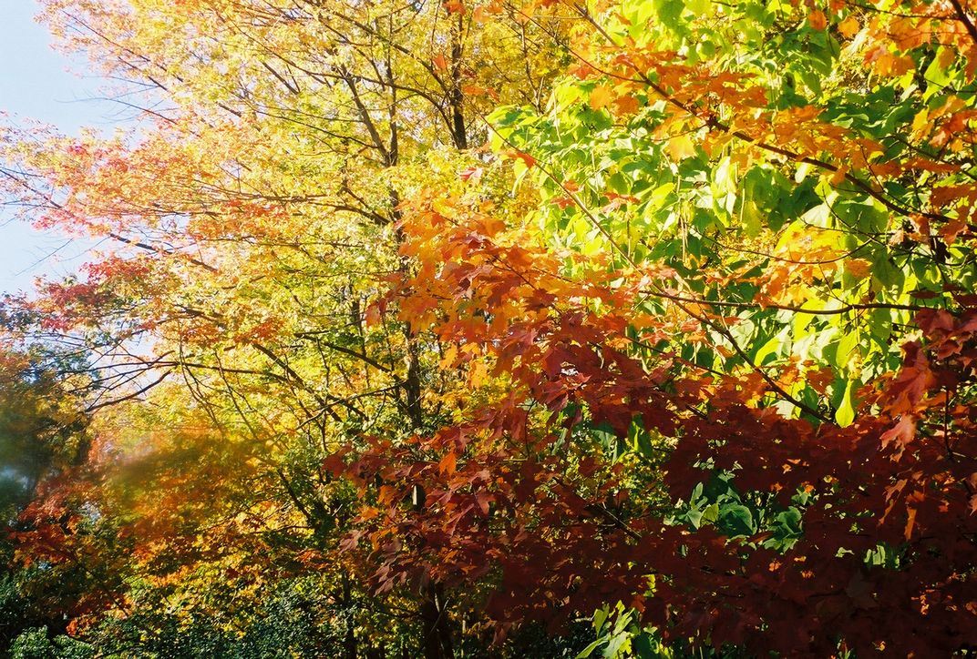 The best of the Fall colors | Smithsonian Photo Contest | Smithsonian ...