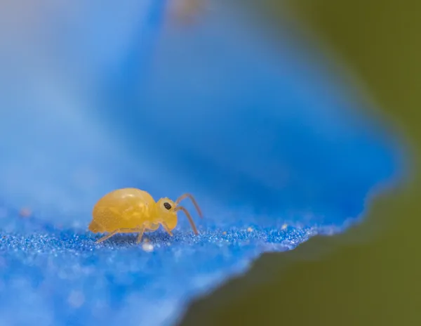 Springtail thumbnail