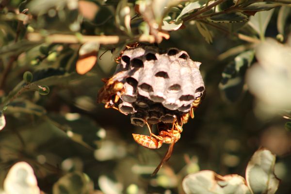Wasps Building Nest thumbnail