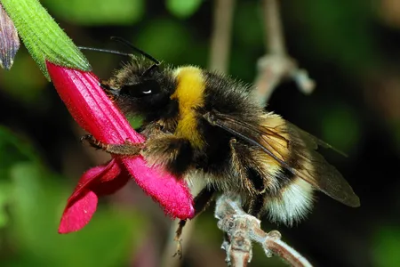 Fuzzy and fast flying, bumblebees tend to run warm, and are best adapted to cooler climes.