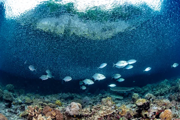 The squadron and the anchovies thumbnail