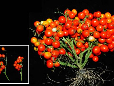 These gene-edited tomatoes grow in grape-like clusters, rather than on long vines.