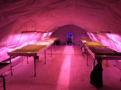 Using hydroponics and LED, two entrepreneurs are growing produce underneath London. 
