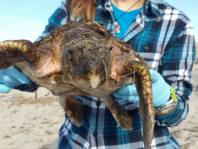 Leah Desrochers, a former employee of the Massachusetts Audubon Society, holds a stranded Kemp's ridley sea turtle.