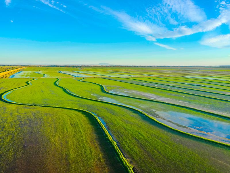 An aerial shot of some rice fields in the Sacramento region of ...