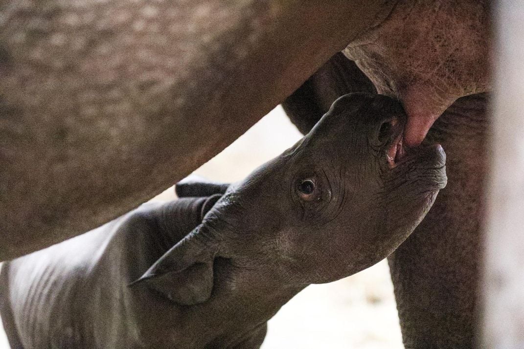 Baby Black Rhino Born at Michigan Zoo on Christmas Eve