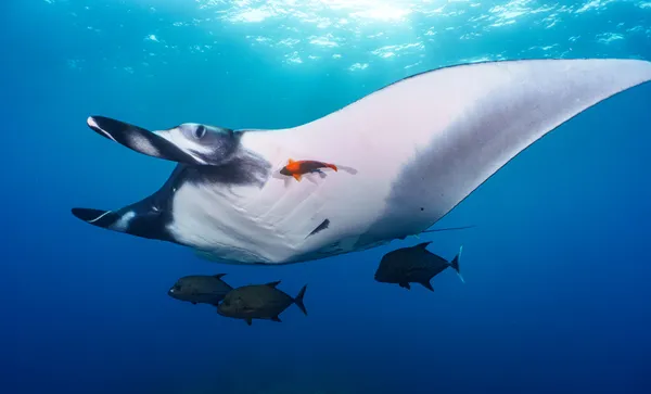 Manta cleaning station thumbnail