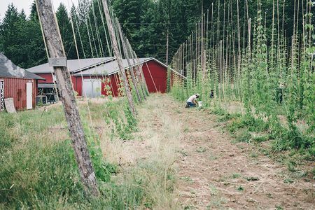 Cascade, Centennial and Goldings hops are three varietals planted in Persephone’s demonstration hop yard.