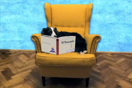 Dogs may even be able to suss out which sounds are words and which are just nonsense.