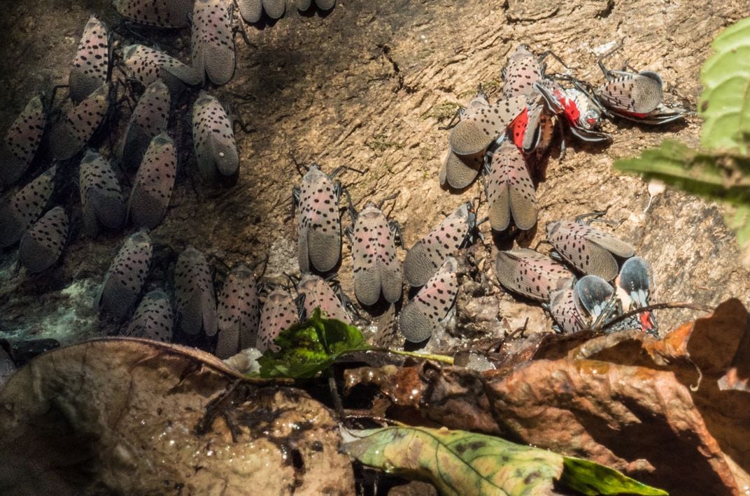 About 30 spotted lanternflies