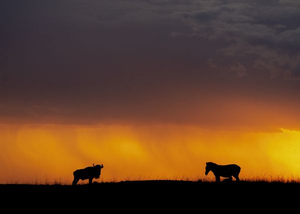 Sunset at Masai Mara thumbnail