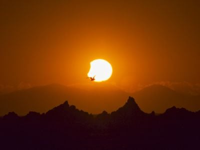 A bird passes in front of a partial solar eclipse over New Zealand in 2011. 
