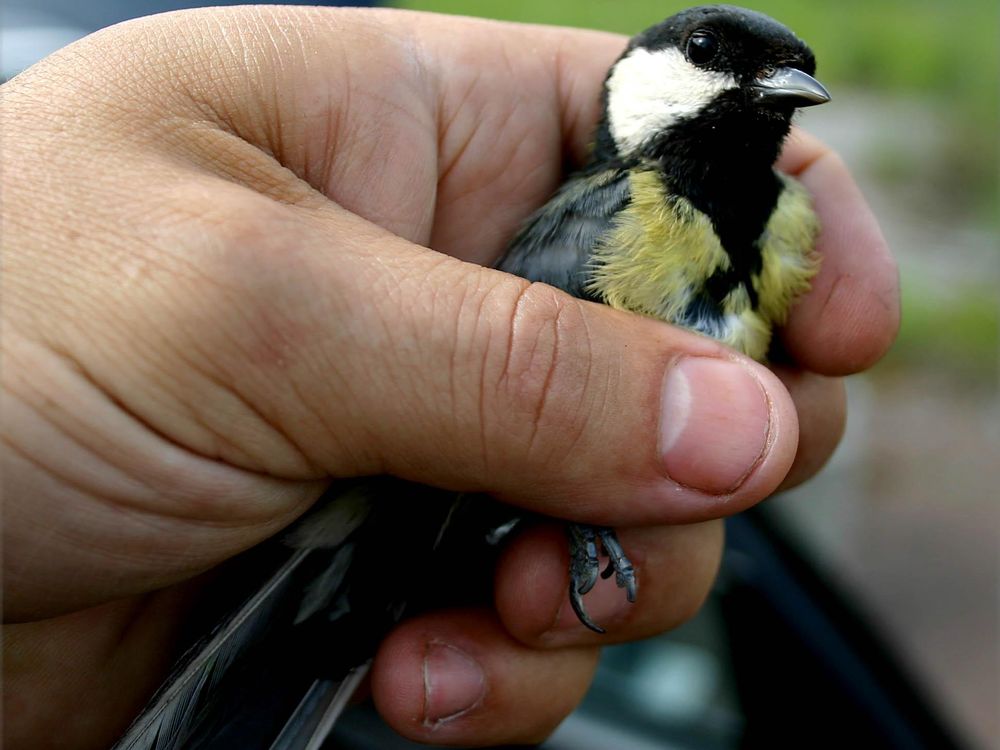 great-tit2.jpg