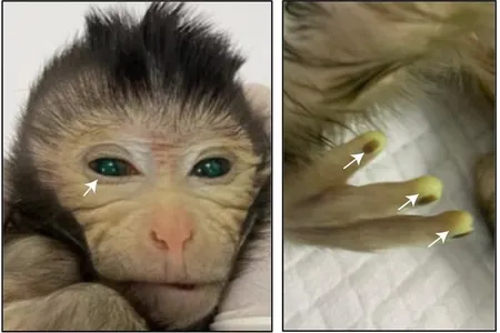 The monkey &quot;chimera&quot; with two sets of DNA at three days old. Some body parts appear tinted green, because the researchers marked the transplanted cells with fluorescent dye to trace what parts they developed into.