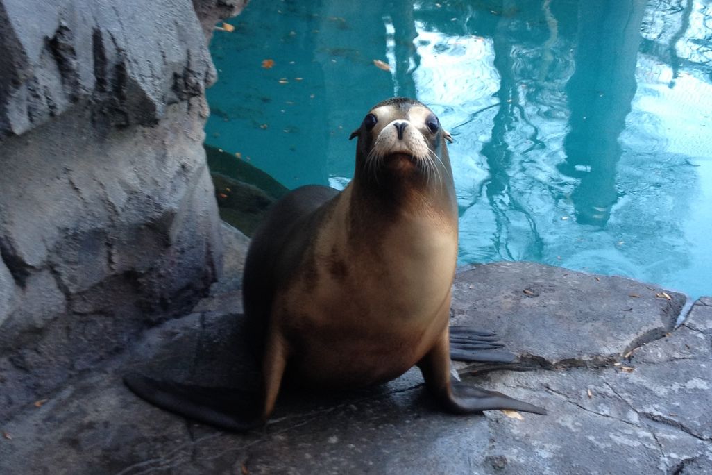 A sea lion looks into the camera