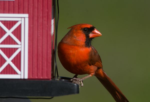 A Male Northern Cardinal thumbnail
