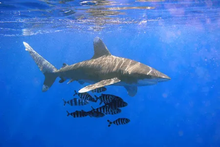 An oceanic whitetip shark swimming in the open ocean. This species was common in the 1970s but its population has since declined by 98 percent, according to a new study.

