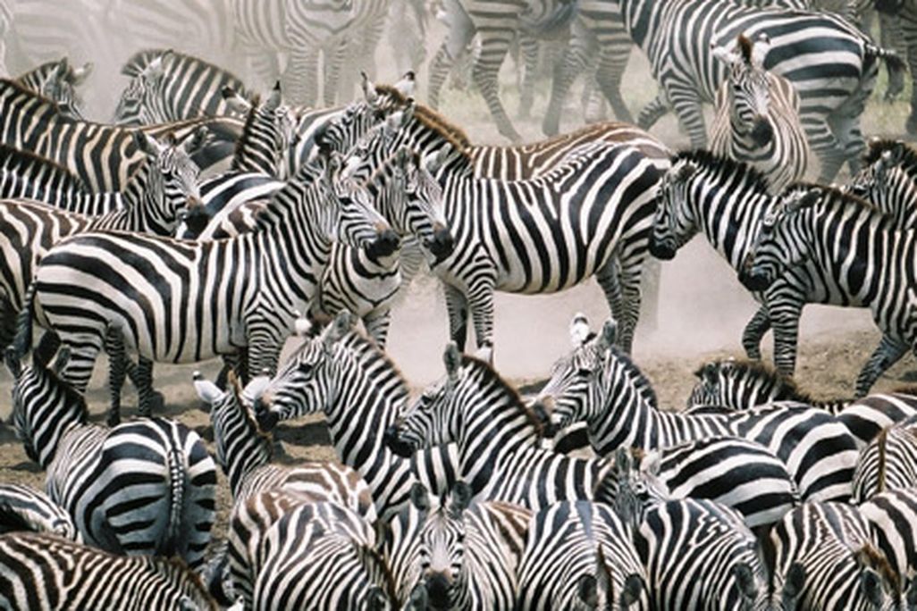 Serengeti