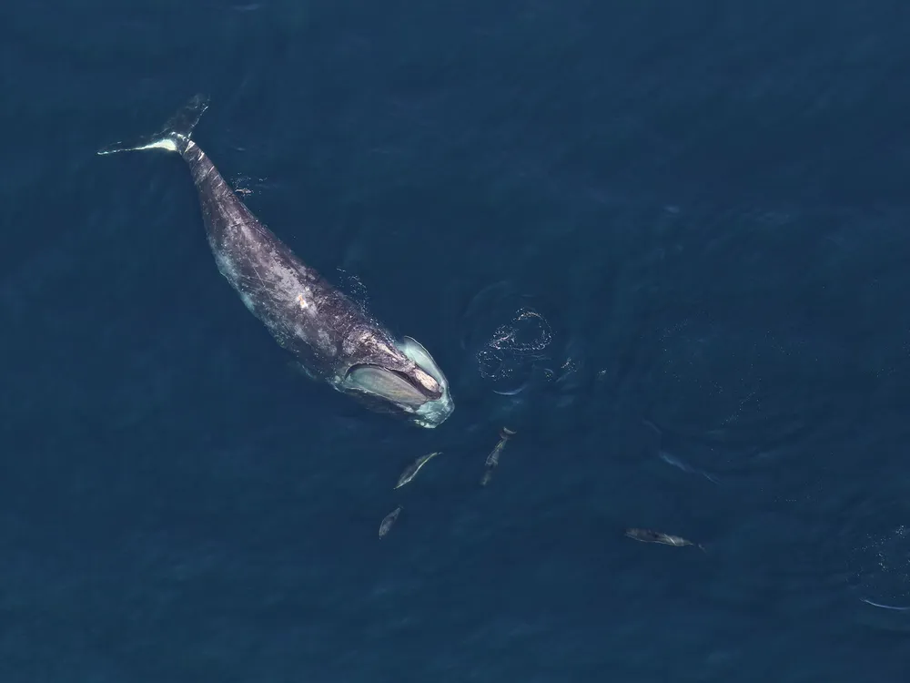 overhead view of a large whale and five much smaller dolphins in the ocean