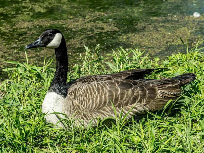 goose shoes price