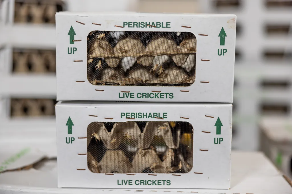 Two stacked cardboard boxes with a mesh window on the side. Each is filled with hundreds of feeder crickets.