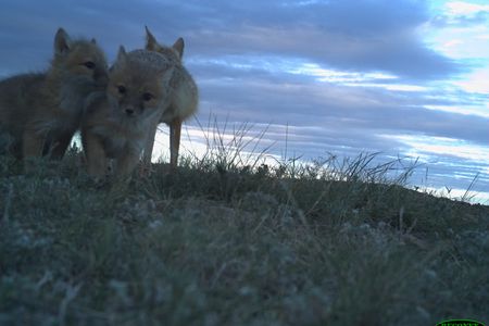 Swift fox pups huddled together at dusk on Montana's grasslands
