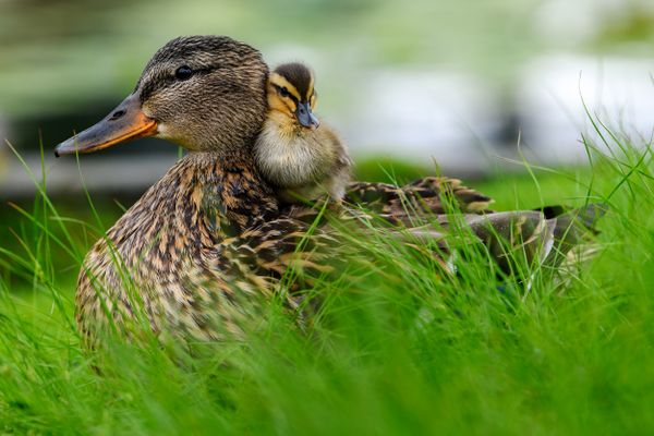 Affectionate relationship between mom and her son or daughter. Lovely baby duck nestles to the head of her / his mom. thumbnail