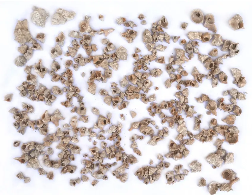 snail shells