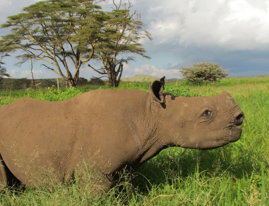 Meet Nicky, the blind baby rhino