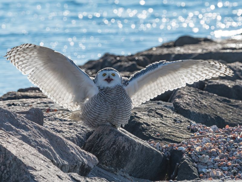 Snowy Owl Peregrine attack Smithsonian Photo Contest Smithsonian
