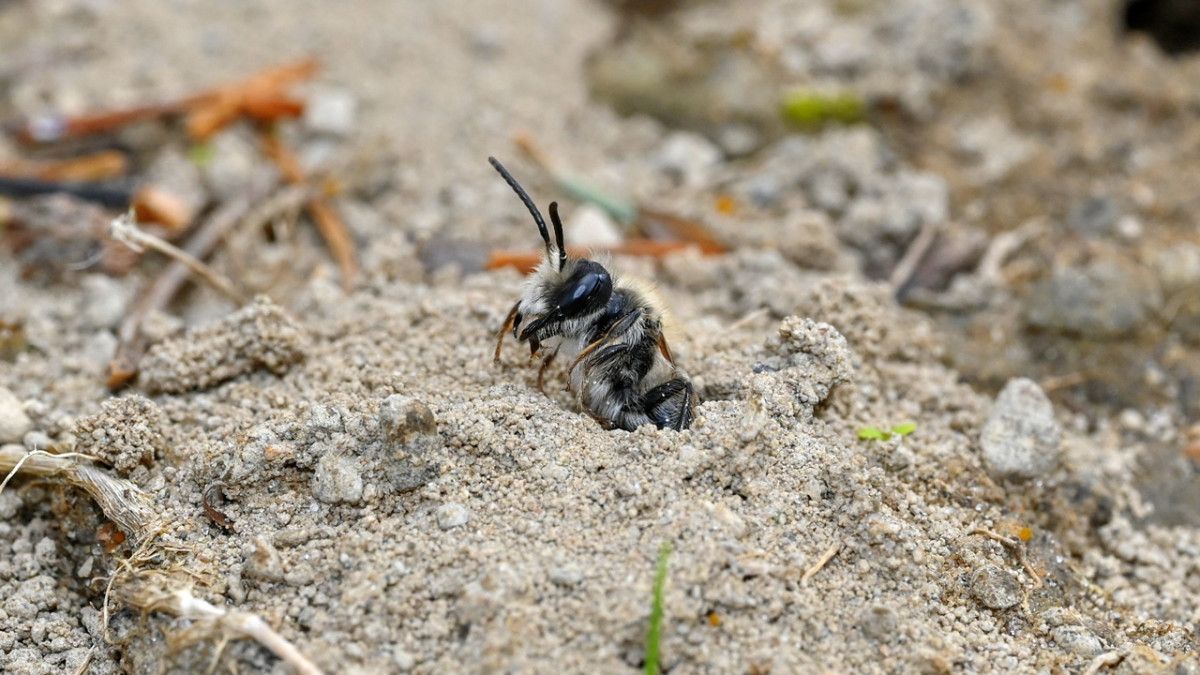 Scientists Found 5.6 Million Burrowing Bees Beneath a Cemetery in New York. The Group Is One of the Largest on Record