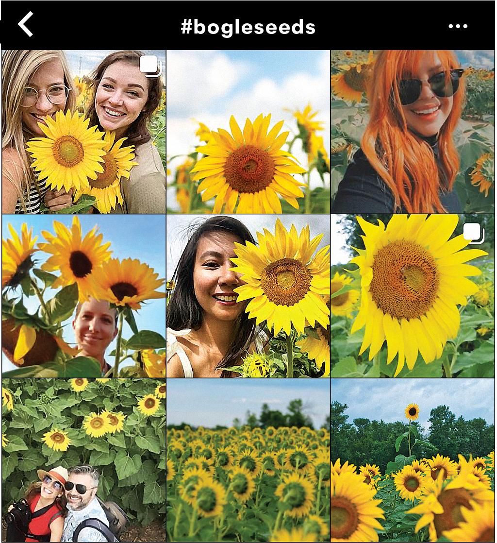 Instagram grid screenshot of people at sunflower farm