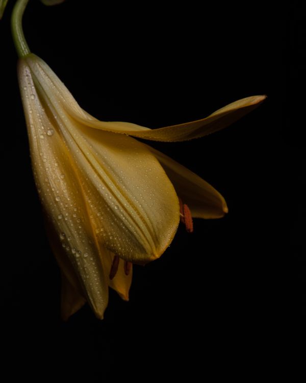 Yellow Lily with water drops on a black background (I) thumbnail
