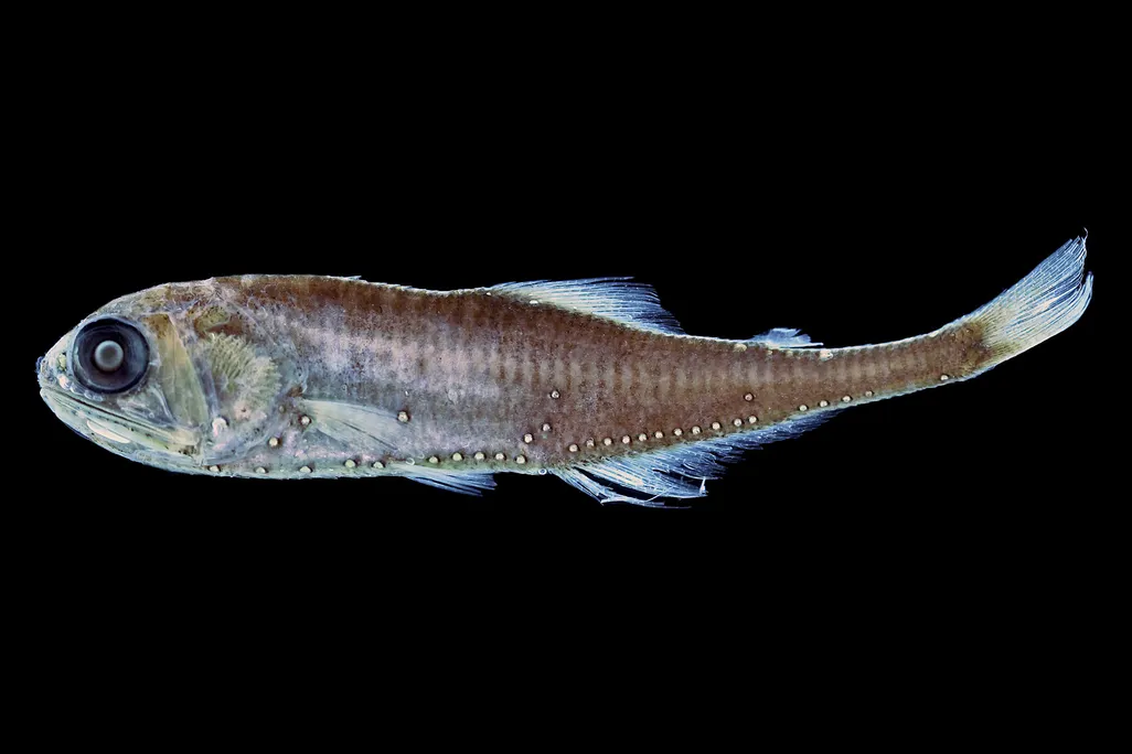 11_Tarletonbeania_crenularis4.jpg
