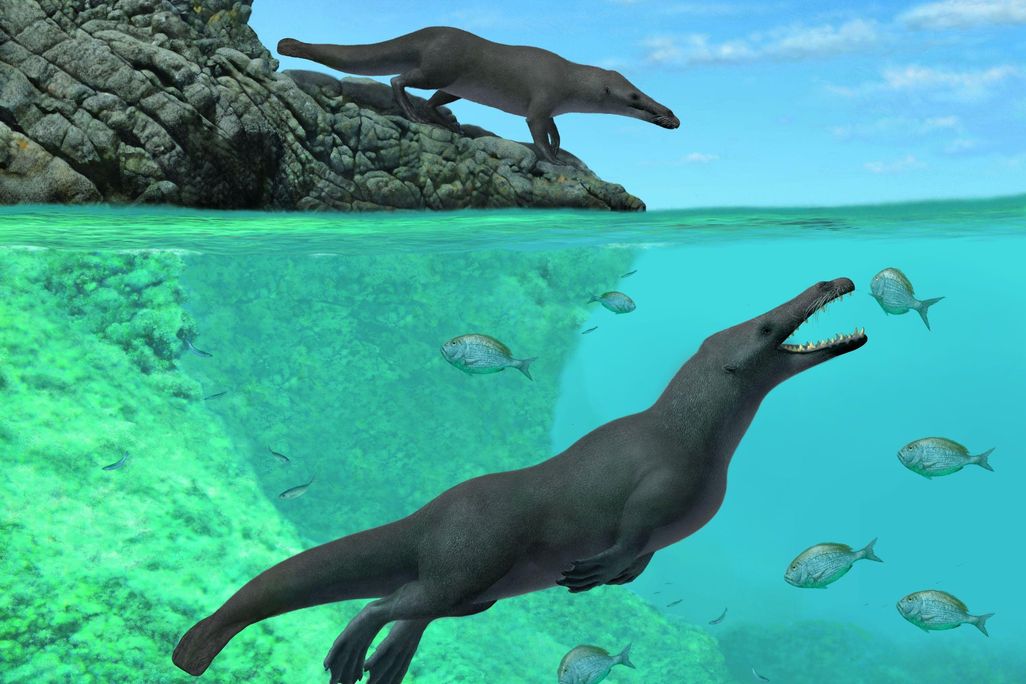 News_Peregocetus_pacificus_01_EN.jpg