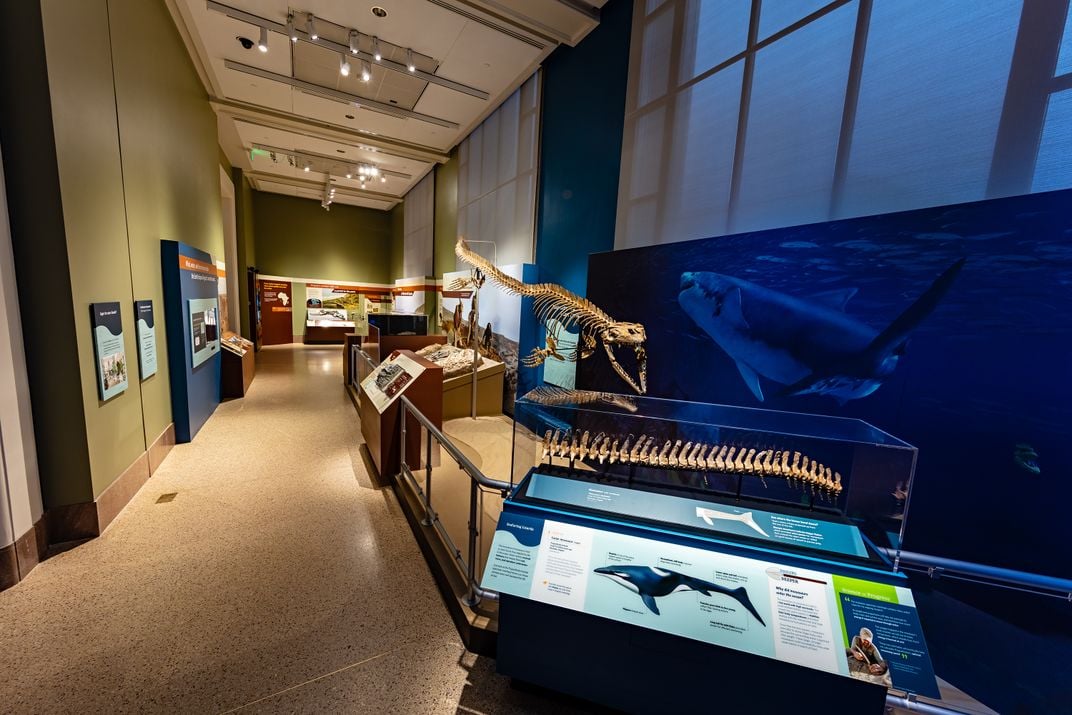 A wide shot of the new exhibit, Sea Monsters Unearthed. The exhibit features a life-size reconstruction of Prognathodon kianda, one of the most complete individual mosasaurs ever found. 